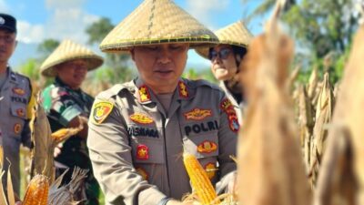 Kapolres Lombok Barat Hadiri Panen Raya Jagung, Sinergi Polri dan Petani Jaga Ketahanan Pangan