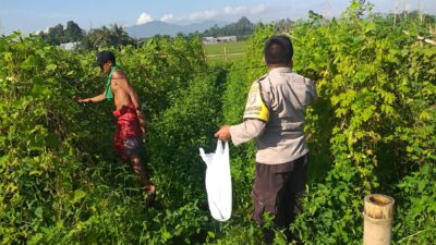 Polsek Kuripan Dukung Ketahanan Pangan Nasional, Bhabinkamtibmas Jalin Sinergi dengan Warga