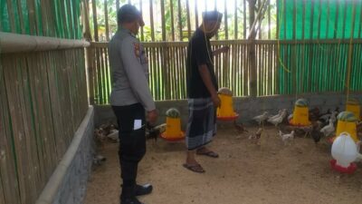 Menggerakkan Ketahanan Pangan, Bhabinkamtibmas Jagaraga Kunjungi Peternak Ayam Mandiri