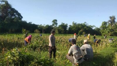 Bhabinkamtibmas Desa Jagaraga Aktif Dorong Ketahanan Pangan Lokal