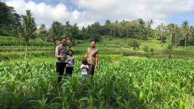 Bhabinkamtibmas Mareje Dukung Petani Jagung di Lembar