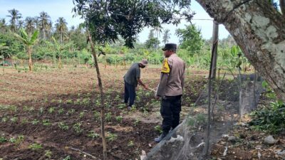 DDS Polsek Sekotong Dorong Pemanfaatan Lahan Pertanian Warga