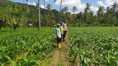 Dari Sekotong untuk Indonesia Budidaya Jagung Perkuat Pangan