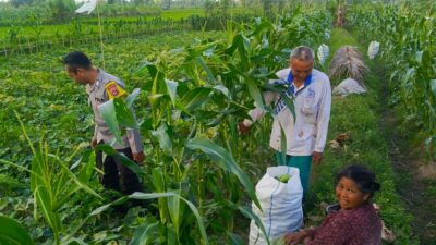 Kuripan Utara Siapkan Pola Tanam Adaptif di Musim Tak Menentu