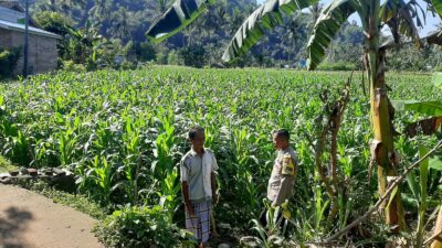 Polisi Sambangi Petani Jagung di Sekotong Timur, Dukung Ketahanan Pangan