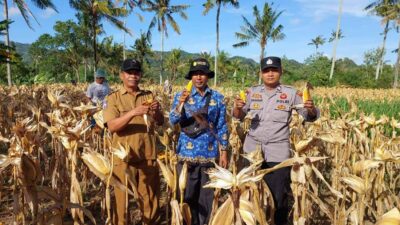 Polsek Gerung Aktif Dukung Rantai Pasok Pertanian