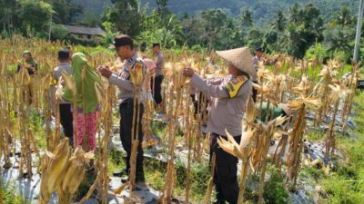 Panen Raya Jagung di Lombok Barat: Sinergi Petani dan Polri