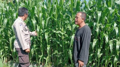 Polsek Lembar Dampingi Petani Jagung di Gunung Gundil