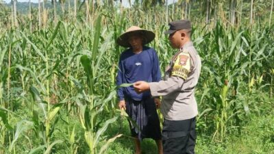 Bhabinkamtibmas Sekotong Dukung Petani Jagung Wujudkan Ketahanan Pangan