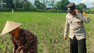 Polsek Gerung Perkuat Ketahanan Pangan Lewat Pendampingan Petani di Babussalam