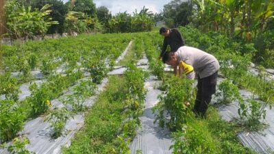 Bhabinkamtibmas Jagaraga Gencarkan Sosialisasi Ketahanan Pangan, Dorong Petani Manfaatkan Lahan