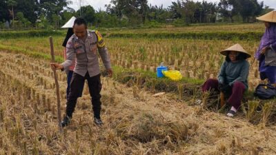 Ketahanan Pangan Dimulai dari Desa, Polsek Kuripan Dampingi Petani Jagung di Iting Langgem