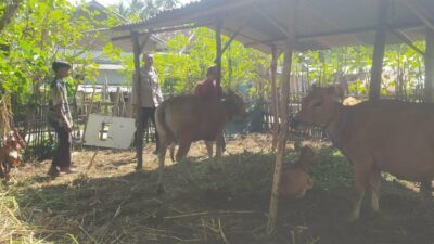 Bhabinkamtibmas Batu Putih Bina Warga Kembangkan Sapi Ternak