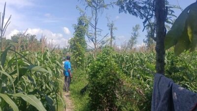 Polsek Gerung Pantau Lahan Jagung Siap Panen di Desa Beleka