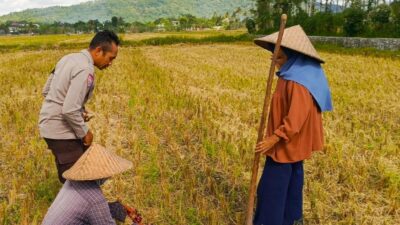 Sinergi Polsek Kuripan dan Petani Iting Langgem, Dukung Swasembada Pangan Lokal
