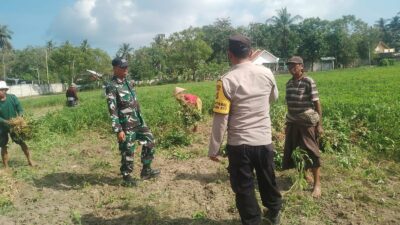 Sinergi TNI-Polri Dukung Ketahanan Pangan di Desa Taman Ayu, Gerung