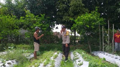 Bhabinkamtibmas Batulayar Dampingi Warga Panen Cabai, Dorong Pangan Mandiri dari Pekarangan