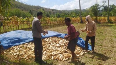 Bhabinkamtibmas Sekotong Dukung Petani Jagung di Desa Batu Putih