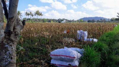 Bhabinkamtibmas Tempos Dampingi Panen Jagung, Wujud Nyata Dukung Ketahanan Pangan