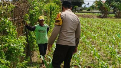 Bhabinkamtibmas di Labuapi dan Warga Bersinergi Jaga Ketahanan Pangan Nasional