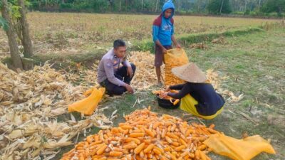 Jalin Silaturahmi, Bhabinkamtibmas Lembar Dukung Petani Jagung di Eyat Mayang