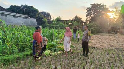 Polsek Kuripan Dukung Ketahanan Pangan di Dusun Pelulan Lewat Sosialisasi ke Petani Jagung