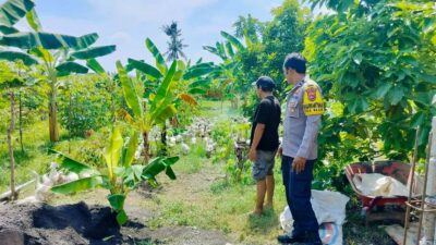Polsek Lembar Dukung Ketahanan Pangan, Bhabinkamtibmas Beri Semangat Petani Jagung di Eyat Mayang