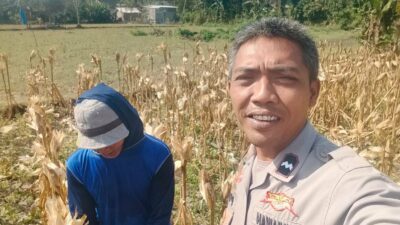 Sinergi Polri dan Petani Jagung Eyat Mayang Perkuat Ketahanan Pangan Nasional