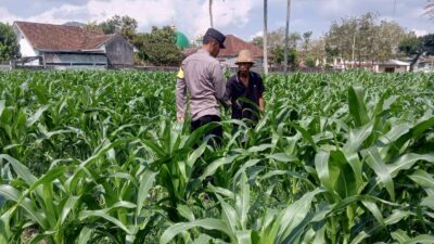 Sinergi Polri dan Petani, Panen Jagung di Sekotong Berjalan Aman