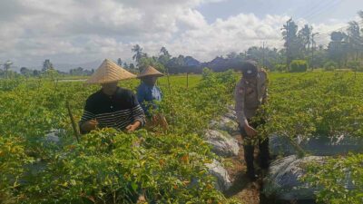Sinergi Polri dan Warga Dusun Pelulan Wujudkan Ketahanan Pangan Keluarga