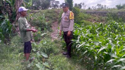 Jagung Jadi Alternatif Pangan di Desa Jagaraga, Bhabinkamtibmas Jadi Penggerak
