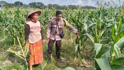 Polsek Labuapi Bangun Kesadaran Pangan Mandiri di Karang Kebon