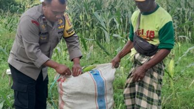 Panen Jagung Dusun Jerneng: Polsek Labuapi Dorong Swasembada Pangan Lokal