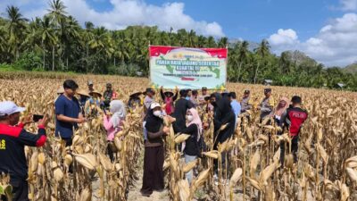 Panen Raya Jagung di Desa Pelangan, Polsek Sekotong Perkuat Ketahanan Pangan