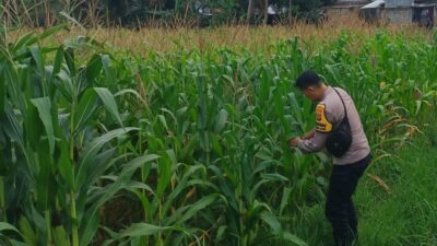 Bhabinkamtibmas Kuripan Selatan Dorong Optimalisasi Pertanian Jagung ke Bulog