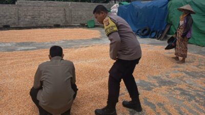 Polsek Sekotong Kawal Survei Jagung, Temukan Masalah Distribusi di Desa Kedaro