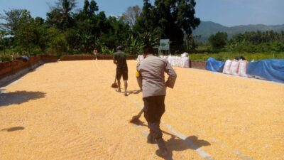 Sinergi Polsek Kuripan dan Petani Gerung Jaga Stabilitas Pangan Daerah