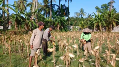 Sinergi Polri dan Petani di Gerung Dorong Stabilitas Harga Jagung