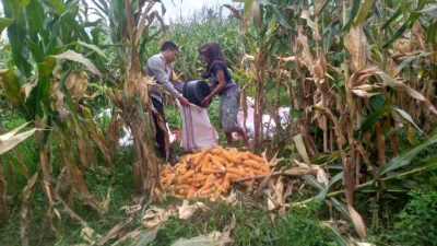 Sinergi Polri dan Warga Desa Jagaraga Bangun Kemandirian Pangan