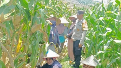 Bhabinkamtibmas Kawal Panen Jagung, Petani Babussalam Tersenyum Lega