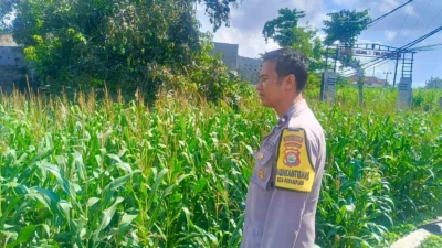 Kehadiran Polisi di Ladang Jagung, Bukti Sinergi Polri dan Petani di Lombok Barat