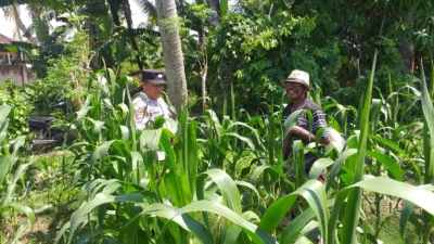 Polsek Kuripan Turun ke Sawah, Dukung Petani Tingkatkan Produksi Jagung