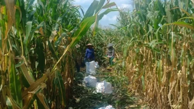 Polres Lombok Barat Kawal Stabilitas Harga Beras untuk Lindungi Warga