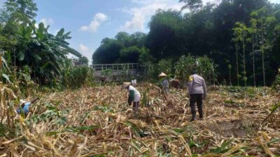 Kemandirian Pangan: Bhabinkamtibmas Kuripan Kunjungi Petani Jagung