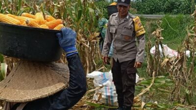 Kabar Baik dari Babussalam: Panen Jagung Sukses, Hasilnya Langsung Diserap Pengepul Lokal