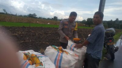 Harga Jagung di Lombok Barat: Polisi Imbau Petani Jual ke Bulog