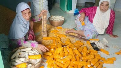 Bhabinkamtibmas Lombok Barat Dukung Distribusi Jagung ke Bulog
