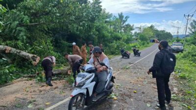 Keselamatan Prioritas: Polsek Sekotong Amankan dan Bersihkan Pohon Tumbang